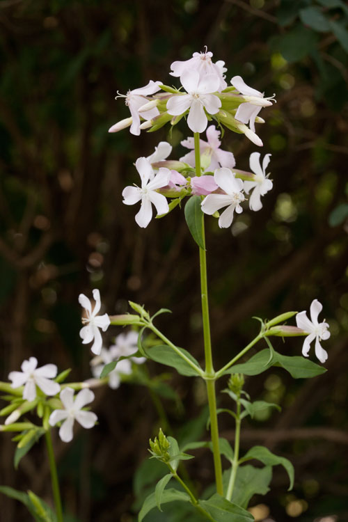 soapwort