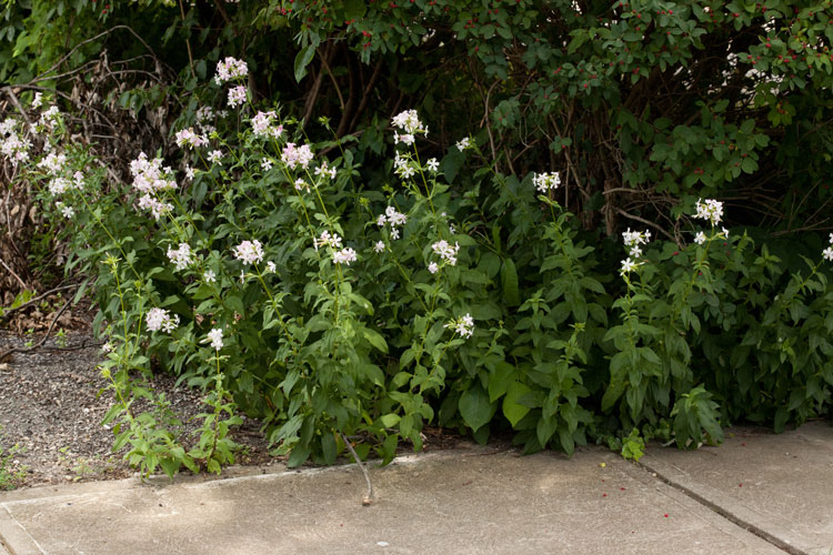 soapwort