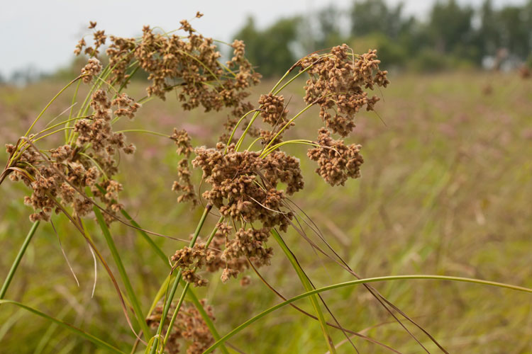 Scirpus cyperinus