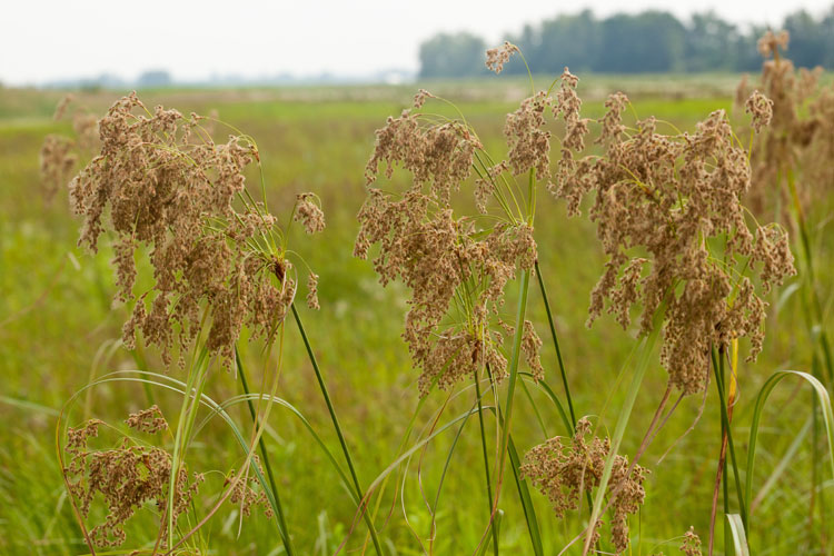 stalked bulrush