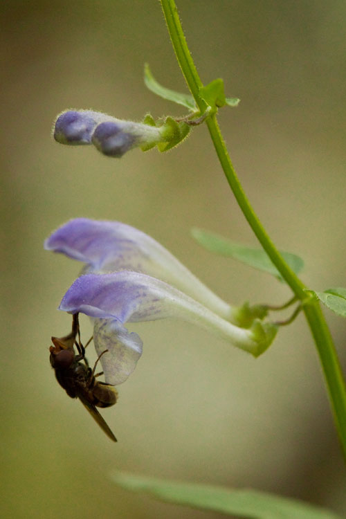 rock skullcap