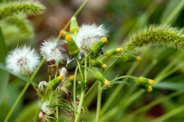 common groundsel