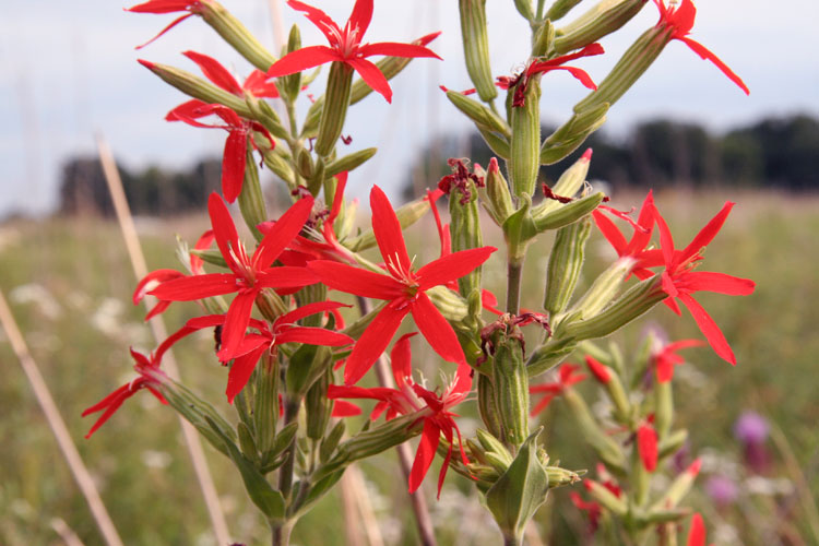 royal catchfly