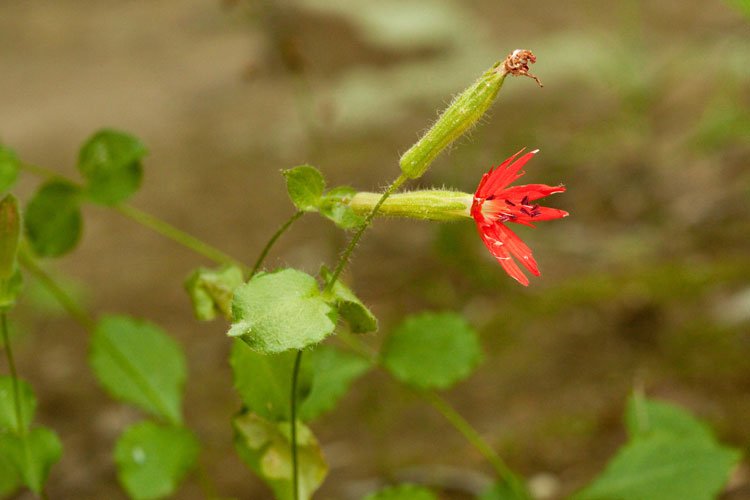 round-leaved catchfly