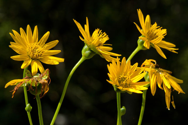 prairie dock heads