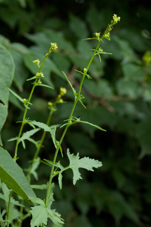 hedge mustard