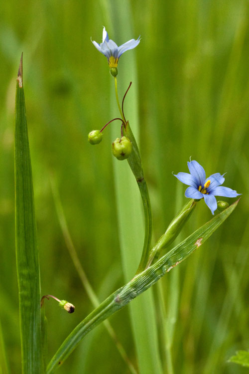 blue-eyed-grass