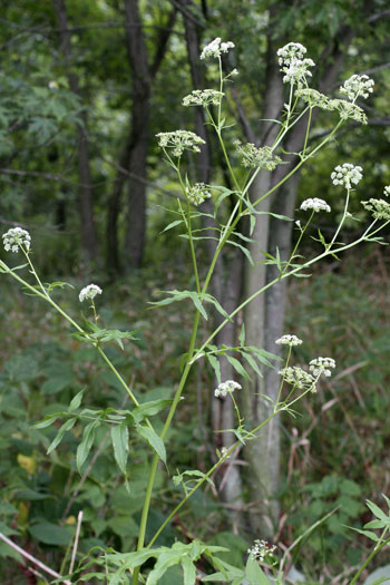 water-parsnip at Stage's Pond