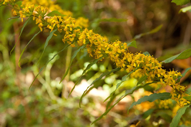 blue-stemmed goldenrod