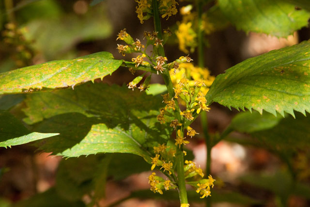 large-leaved goldenrod
