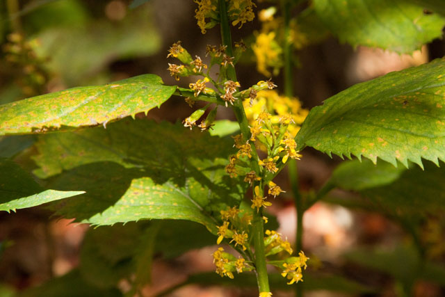 large-leaved goldenrod