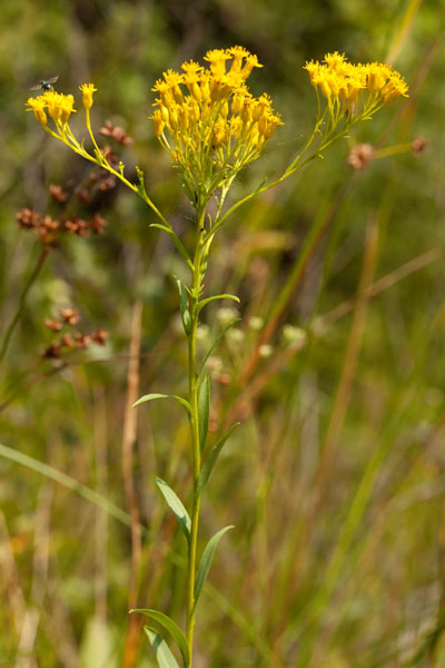 Ohio goldenrod