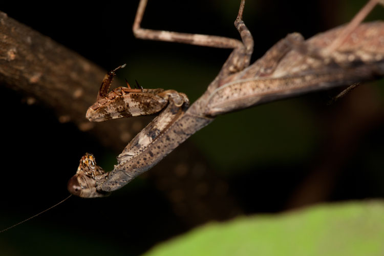 Carolina mantis