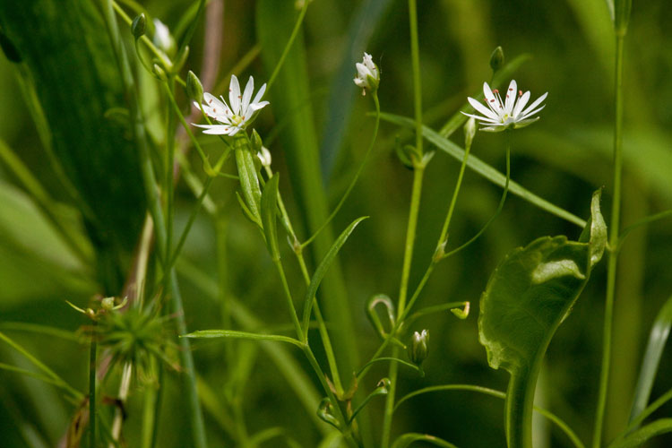 Stellaria graminea