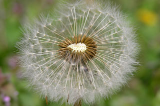 dandedion head of achenes