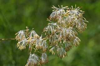 Talictrum dasycarpum male flowers