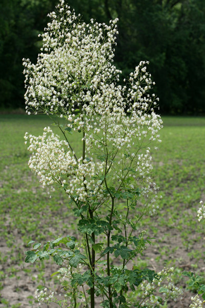 purple meadow-rue