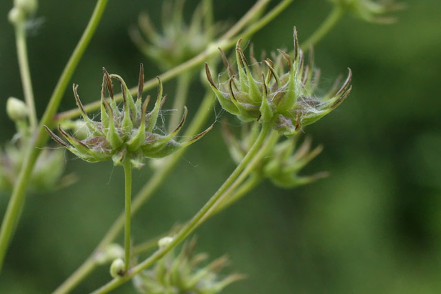 Thalicrum dasycaroum young fruits