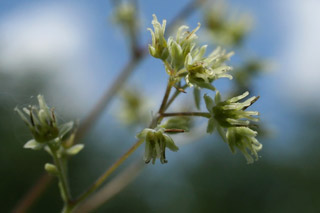 Thalictruim dasycaroum female flowers