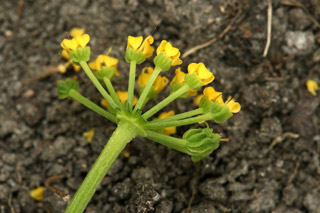 Thaspium umbellet dissected