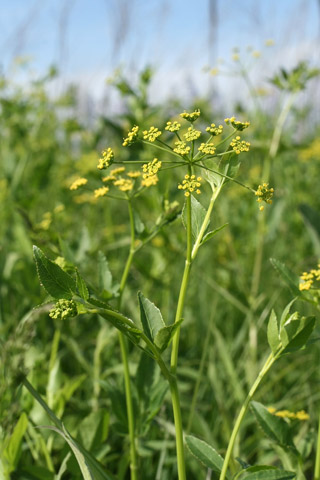 meadow parsnip