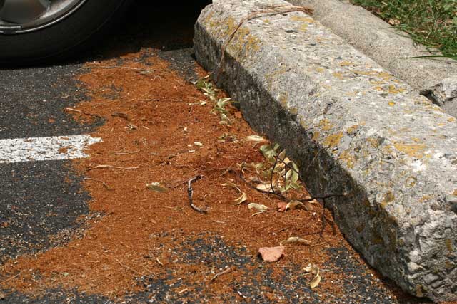 linden flowers on the ground