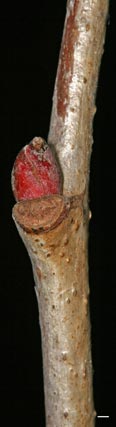 basswood twig lateral