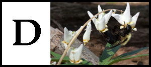 D is for Dicentra