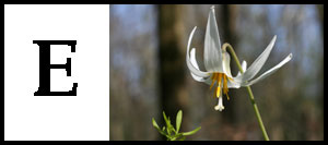 E is for Erythronium