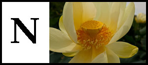 N is for Nelumbo