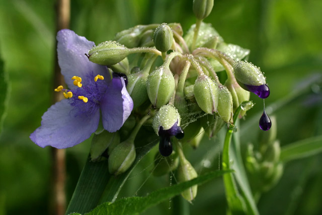 Tradescantia ohioensis