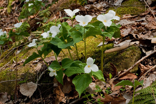 large-flowered trillium