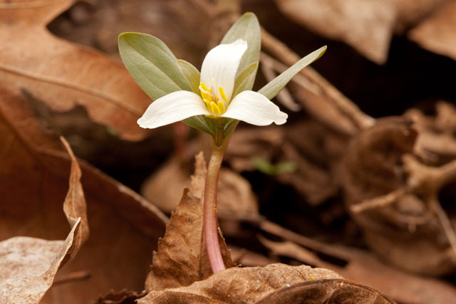 snow trillium