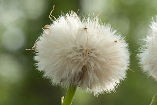 coltsfoot head of achenes