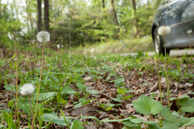 coltsfoot and dandelion