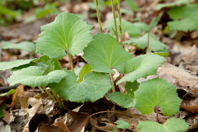 coltsfoot leaves