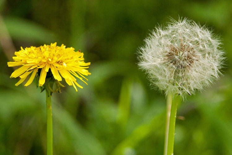 Taraxacum officinale