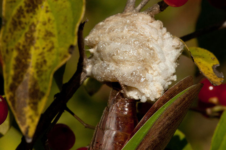 Tenodera ovipositing