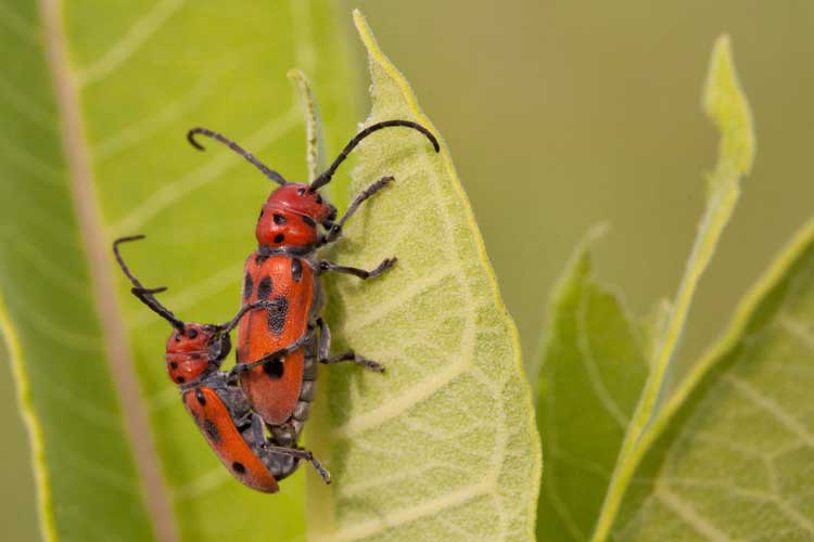 red milkweed beetle