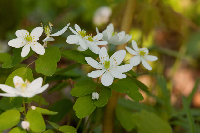 Thalictrum thalictroides