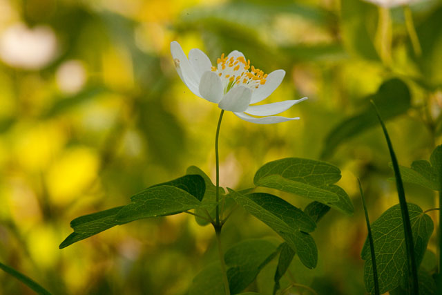 Thaictrum thalicgtroides