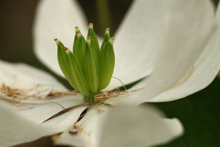 Thalictrum thalictroides