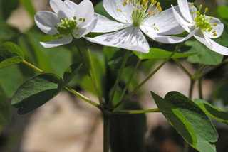 Thalictrum thalictroides