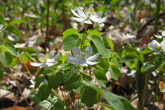 Thalictrum thalictroides