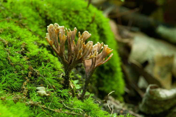 possible Thelephora palmata