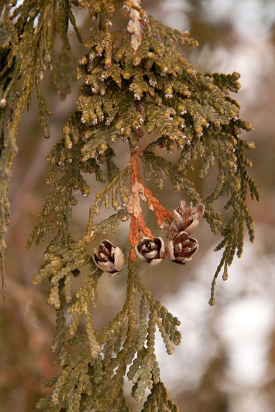 northern whitecedar branch