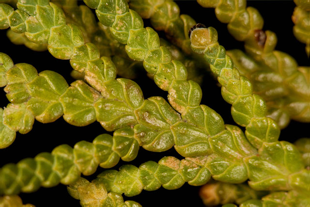 northern whitecedar twigs