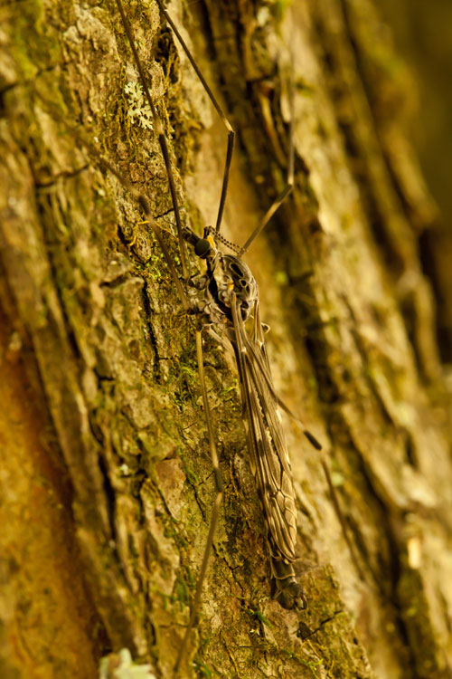 Tipula abdominalis