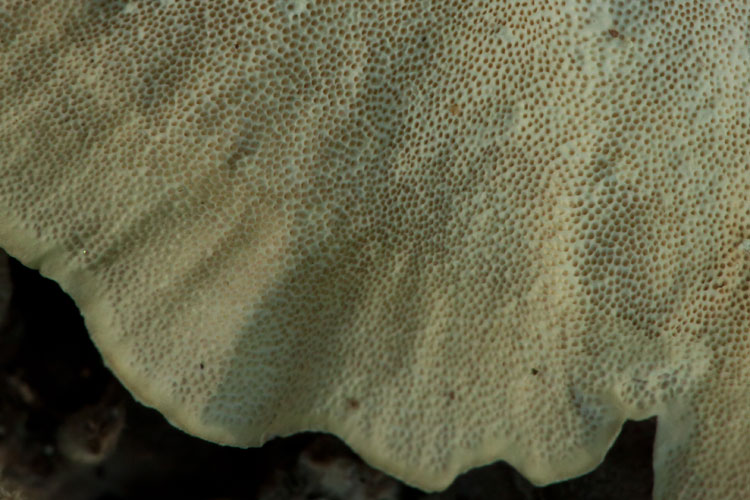 Trametes pores