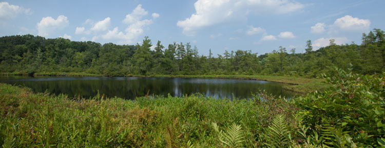 Triangle Lake Bog